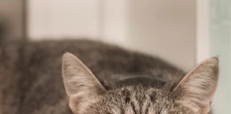 From Purrs to Prances: Exploring 5 Mind-Blowing Facts About Cats From Purrs to Prances: Exploring 5 Mind-Blowing Facts About Cats