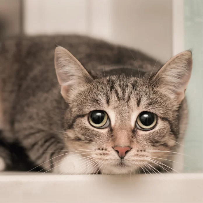From Purrs to Prances: Exploring 5 Mind-Blowing Facts About Cats