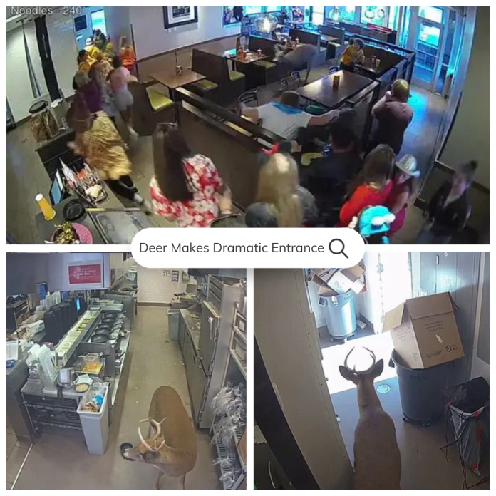 Watch: Curious Deer Makes Dramatic Entrance at Noodle Restaurant During Lunch Rush