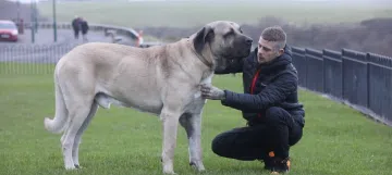 biggest dog in uk
