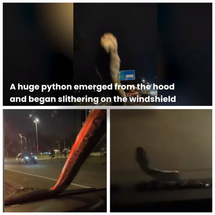 Python on moving car