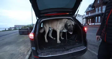 big dog inside car