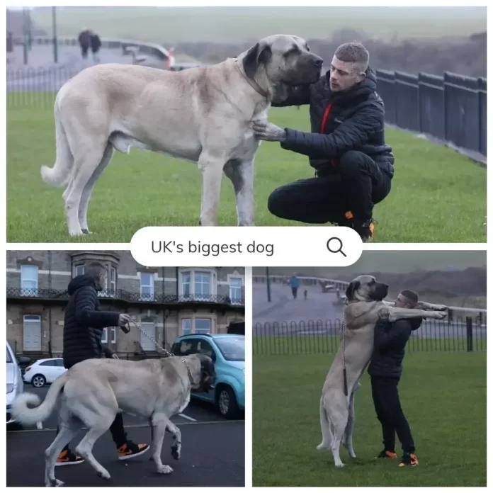 UK's biggest dog
