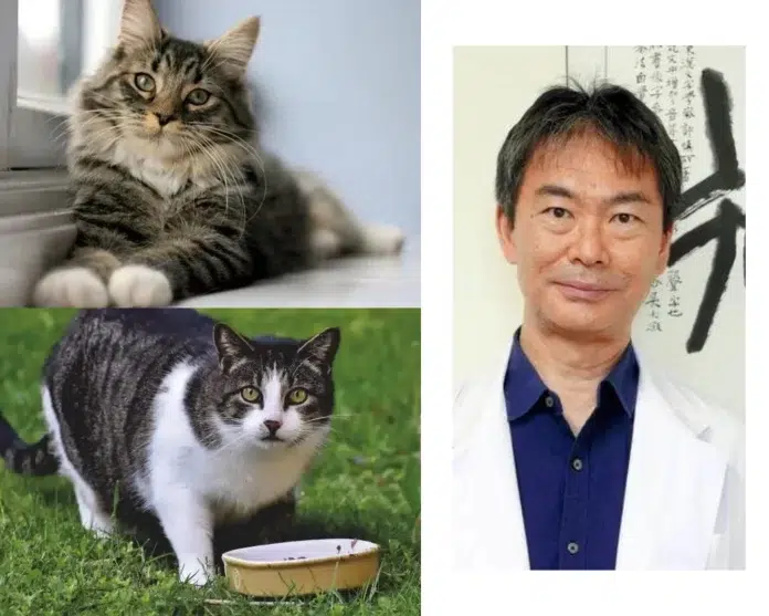 From 9 Lives to 30? New Breakthrough Extends Cat Lifespan Beyond Imagination