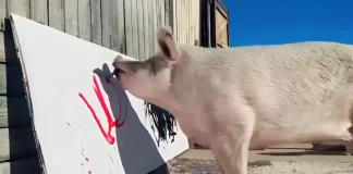 R.I.P. Pigcasso: Pioneering Pig Painter Dies at 8 After Million-Dollar Career Pigcasso iconic animal artist death news