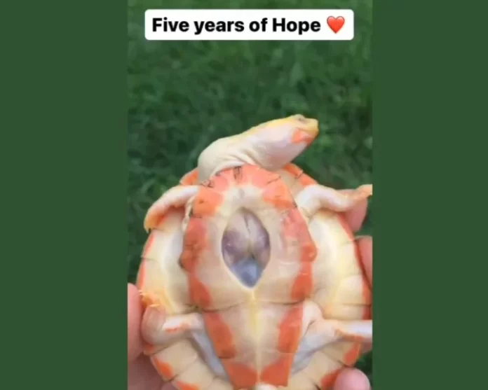 Man adopts baby turtle with exposed heart
