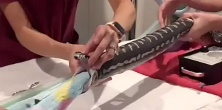 Aussie Vets Remove ENTIRE Beach Towel from Python’s Belly! Python beach towel removal
