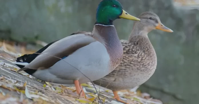 Hydrophobic properties of duck feathers