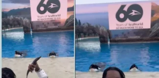 Soulja Boy Claims First Rapper to Shoot a 3 in Whale’s Mouth Soulja Boy first rapper to shoot a 3 in whale