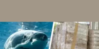 Cocaine Sharks: 12+ Brazilian Predators Found High on Coke Sharks ingesting cocaine in the ocean