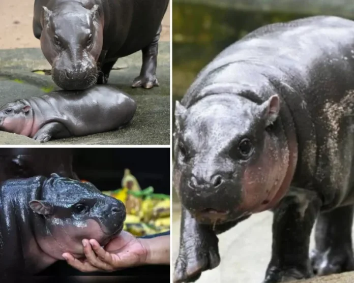 Viral baby hippo Moo Deng live feed schedule