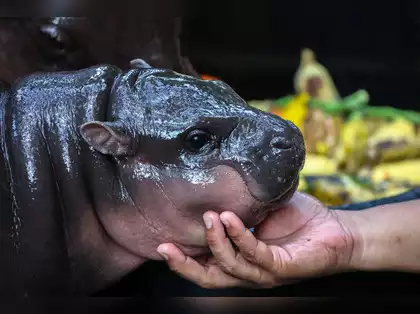 Access viral baby hippo Moo Deng live stream