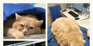 World’s Fattest Cat Passes Away: A Sad End to a Viral Journey world's fattest cat death news