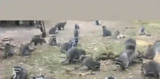Washington Woman Escapes Home Overrun by 100+ Raccoons how to get rid of raccoons in Washington state
