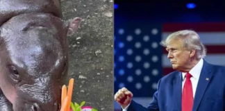 Moo Deng Predicts a Trump Victory in the 2024 US Election Moo Deng predicts Trump election win 2024