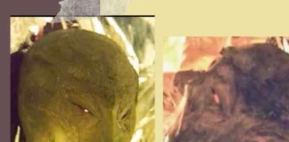 Exclusive Original Photos of Dr. Reed’s 1996 Alien: The Creature with Dolphin DNA & a Dark Secret Original quality images Dr Reed 1996 Dead Alien Body
