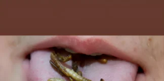 EU Approves Insect Powder in Foods: UV-Treated Mealworms Allowed Up to 4% in Bread, Cheese & More EU approves insect powder in food