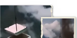 100 Million Trees from the Sky! Luigi Cani’s Epic Amazon Reforestation Stunt Luigi Cani Amazon reforestation