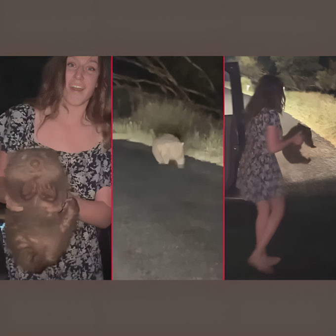 Shocking Footage: Sam Jones Faces Deportation for Taking Baby Wombat from Mother