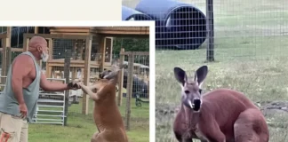 South Carolina Zoo Worker Killed by Kangaroo After Attempting to ‘Wrestle’ It South Carolina kangaroo attack