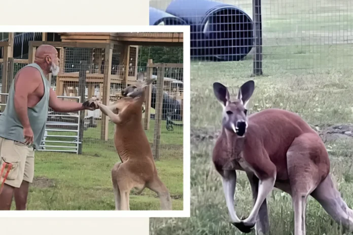 South Carolina kangaroo attack