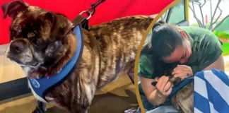 Against All Odds: Dog Missing Since Hurricane Reunites with Family After 8 Years dog found after 8 years missing in hurricane