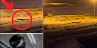 Bizarre Viral Video Sparks Panic After ‘Venom-Like’ Creature Spotted Near the Border strange creature seen on video