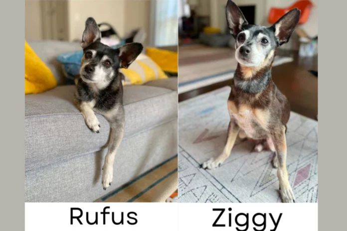 adopted dogs revealed as father and son