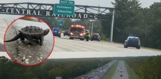 Florida Tragedy: 77-Year-Old Hero Dies Trying to Save Turtle on Busy Highway florida man killed saving turtle interstate