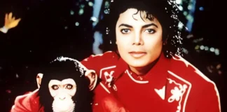MJ’s Chimp Bubbles Alive & Well at 42 in Florida Sanctuary Michael Jackson’s pet monkey Bubbles