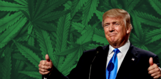 Trump Moves Toward Lowering Marijuana’s Federal Drug Status in 2025 donald trump cannabis policy update
