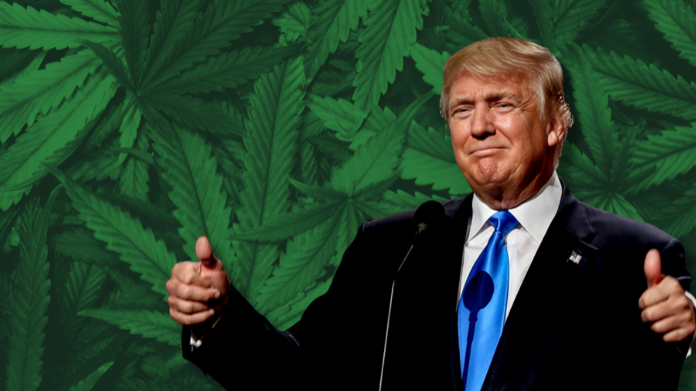 donald trump cannabis policy update