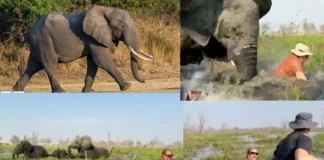British and US Couples Survive Terrifying Elephant Canoe Attack on Safari Elephant attack safari canoe