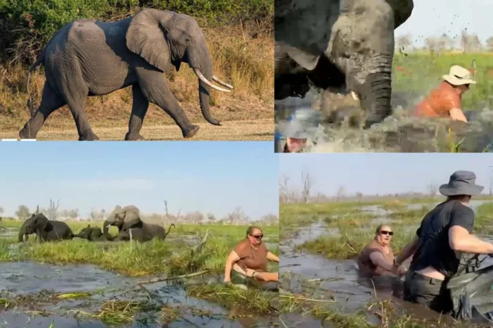 Elephant attack safari canoe