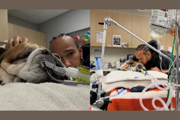 Lewis Hamilton mourning the loss of beloved bulldog