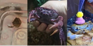 From Injury to Recovery: TikToker’s Pet Crab Healing Journey That Took Over TikTok viral tiktok pet crab with lost limbs
