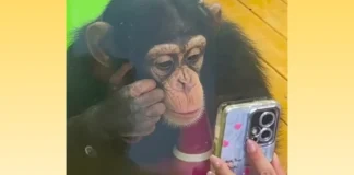 Chinese Zoo Bans Videos for Chimp Addicted to Phones A zoo in China has banned visitors from showing a baby chimp viral videos