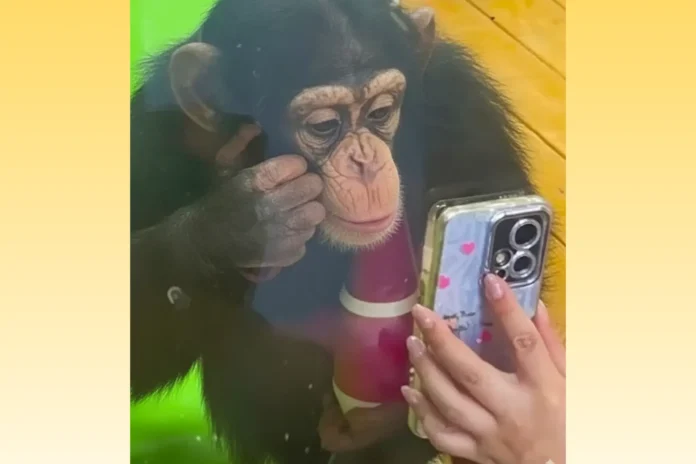 A zoo in China has banned visitors from showing a baby chimp viral videos