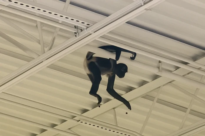 pet monkey Spirit Halloween