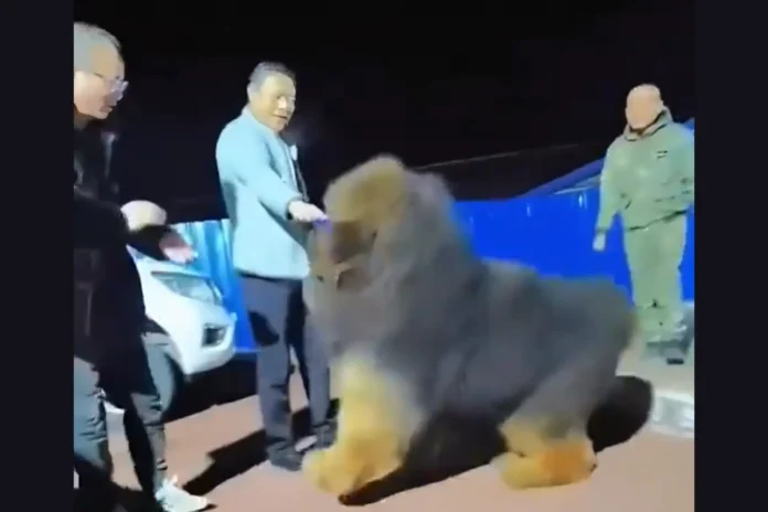 Tibetan Mastiff record sale