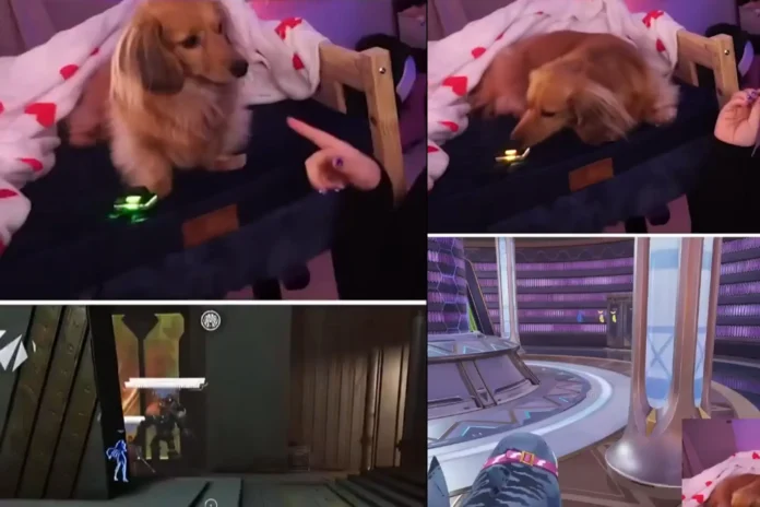 Viral Dog Marvel Rivals Healing