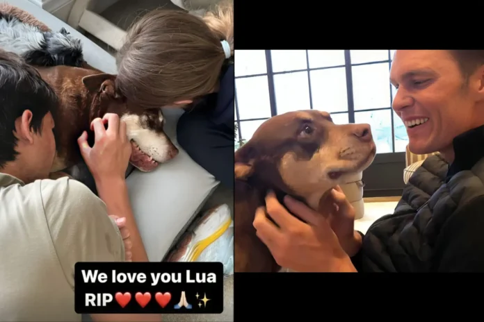 Tom Brady dog clone