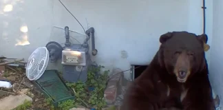 California Homeowner Challenges State with Lawsuit Over 550-Pound Bear Living Under Residence California bear under house lawsuit