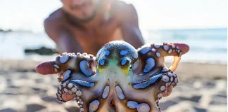 British Tourist Narrowly Escapes Death After Handling Venomous Blue-Ringed Octopus octopus