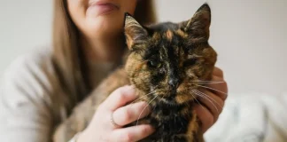 World’s Oldest Living Cat Flossie Turns 30: Celebrating a Record-Breaking Milestone Flossie oldest living cat