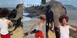 King Harris ‘Violated’ After Elephant Tries to Snatch Trunks in Thailand King Harris elephant encounter Thailand