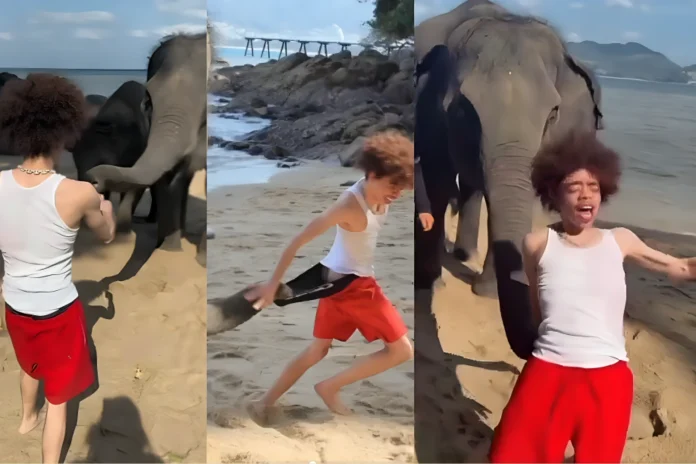 King Harris elephant encounter Thailand