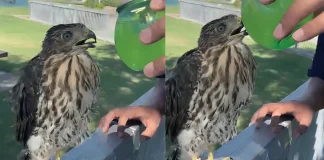 California Man Gets 45 Days Jail for Forcing Buzzball on Hawk
