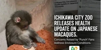 Ichikawa City Zoo Issues Health Update After ‘Punch’ Fans Voice Concerns Over Japanese Macaques Enclosure Ichikawa City Zoo Japanese macaques