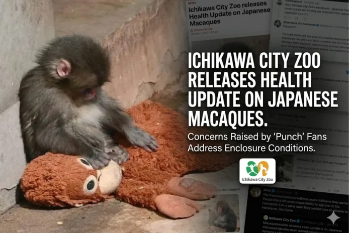 Ichikawa City Zoo Japanese macaques
